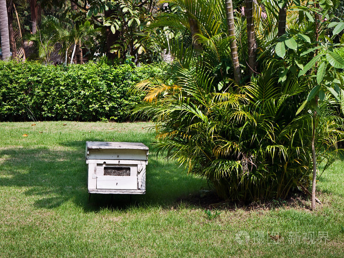 在泰国的热带花园中的蜂巢