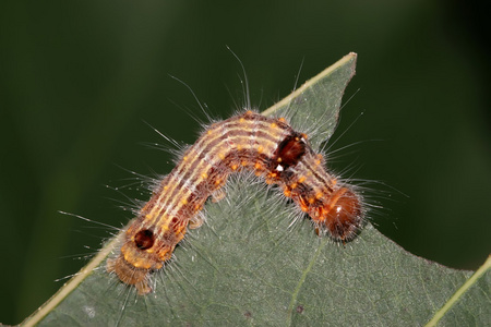 农业女神杨扇舟蛾照片