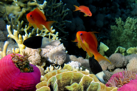 水下生活的硬珊瑚暗礁，红海 埃及