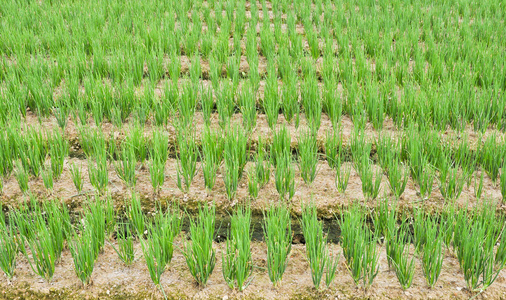 韭菜园照片