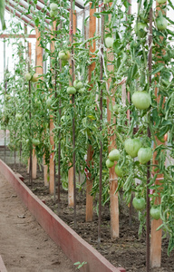 番茄在温室里成长