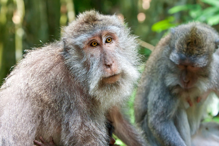 在乌布 B 神圣猴子森林的长尾猕猴 猴