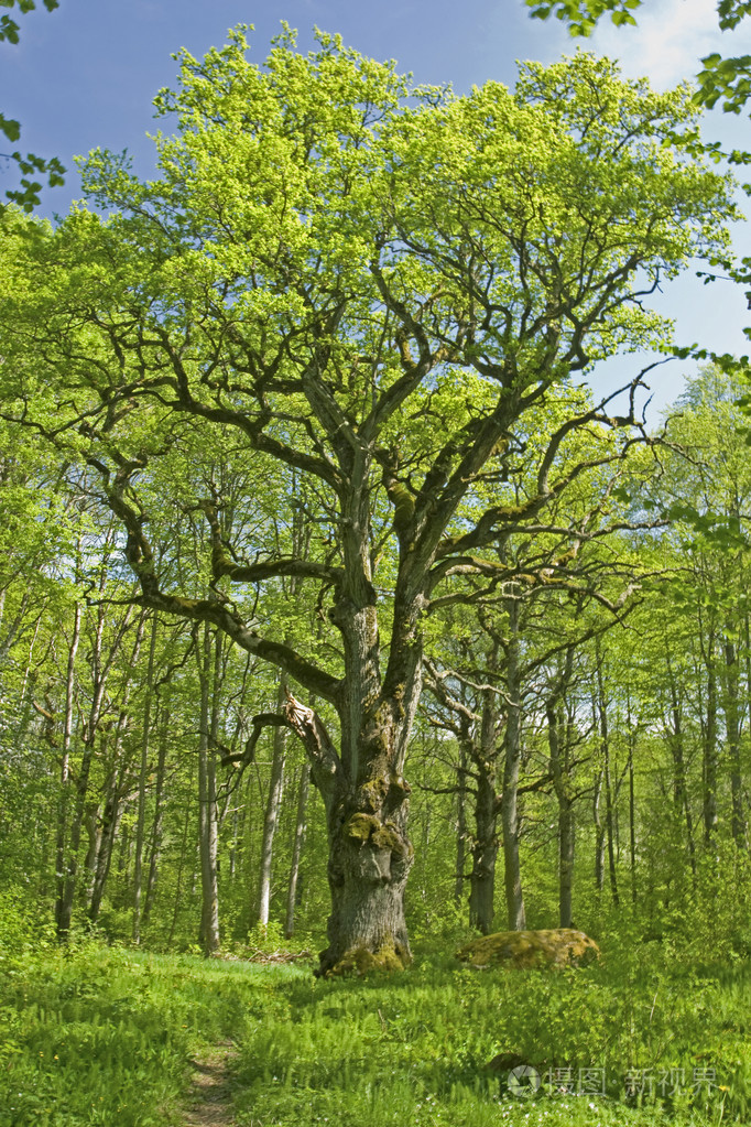 在瑞典的森林中的老橡树上