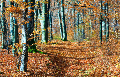 秋天的山区森林