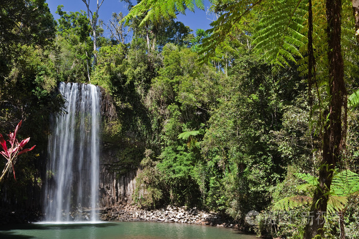 树蕨和热带雨林天堂的瀑布