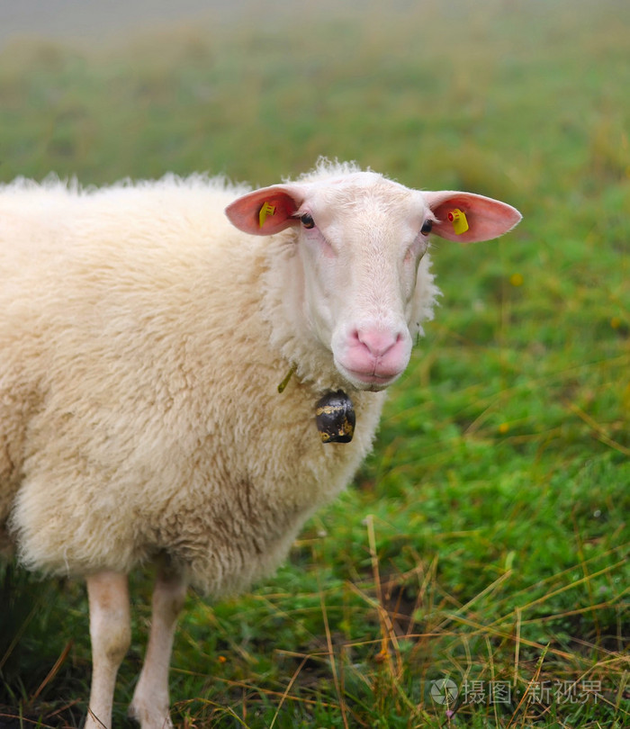 羊在草地上