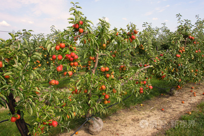 在夏天覆盖着七彩苹果苹果果园