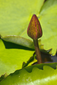 含苞的莲花