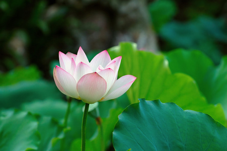 花垫间的单瓣莲花莲叶