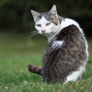 可爱的小猫猫坐在绿色的草坪上