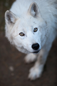 白狼犬 短毛图片