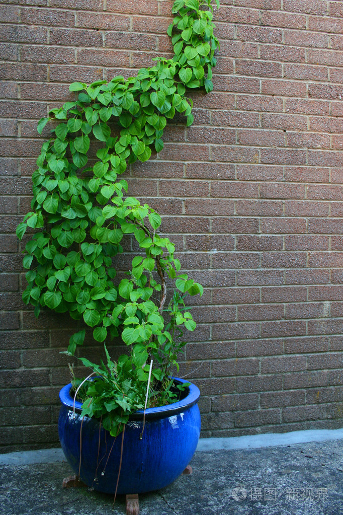 攀缘植物