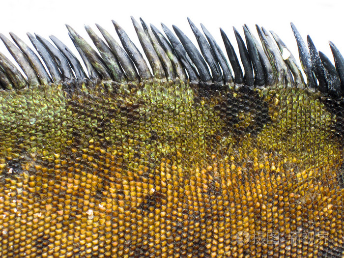 海洋鬣鳞蜥鳞片的细节