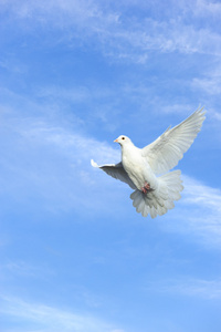 白色的鸽子在蓝蓝的天空下自由飞行