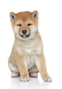 shiba inu 小狗画像