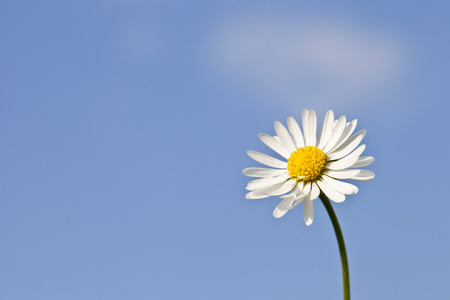 Gnseblmchen vor Blauem Himmel