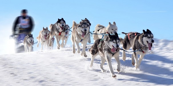 雪橇犬冠军