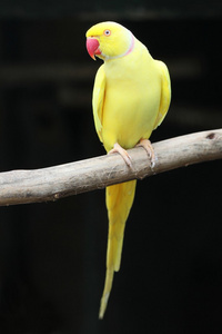 黄色圆环颈鹦鹉