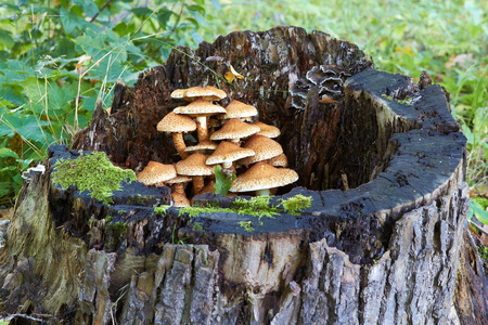 木耳蜜环菌树桩在森林附近图片
