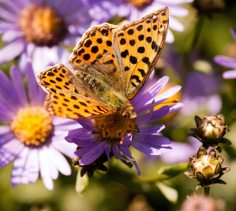 argynnis 潘多拉