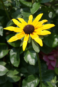 黄色花的 rudbekia