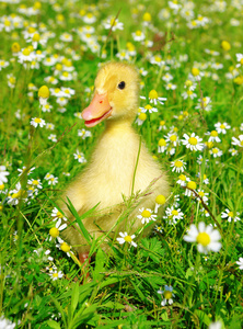 鸭在草丛中图片