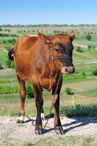 青年母牛在草地上