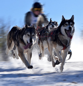 sleddog 冠军