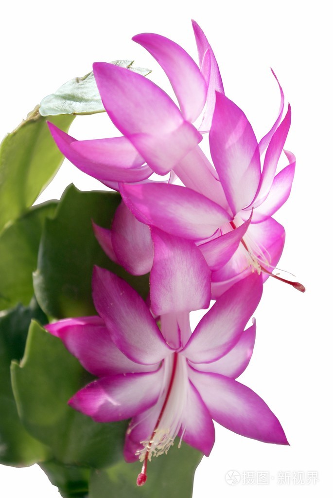 粉色的花的绽放肉质植物