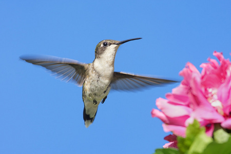 红宝石throated 蜂鸟