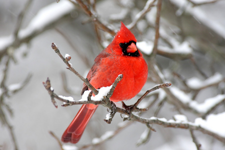 红衣主教在雪中