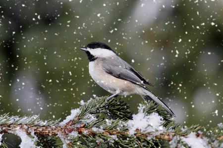 小姑娘在轻降雪