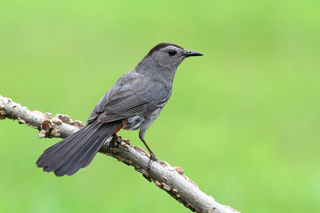 灰色猫声鸟 dumetella carolinensis