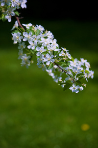 苹果树