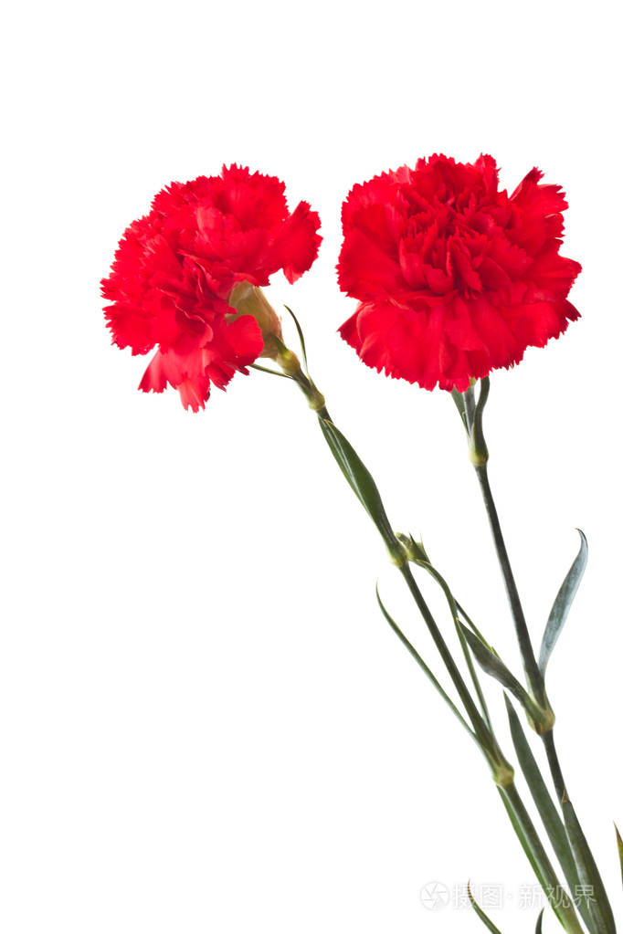 红色康乃馨