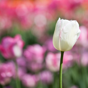 美丽郁金香花开