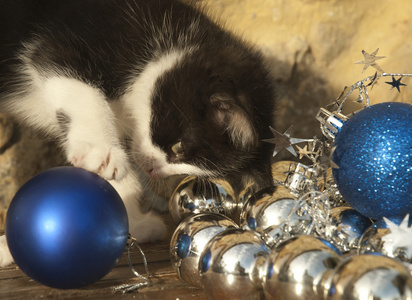 小猫玩圣诞装饰品图片