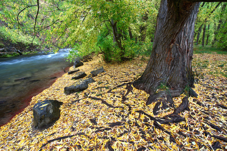 在秋天缓存犹他州河