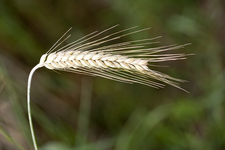 麦穗