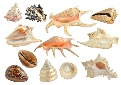 海贝壳孤立的集