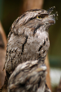 黄鱼 frogmouth