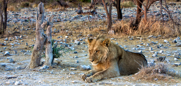 在埃托沙国家公园纳米比亚睡觉的小狮子