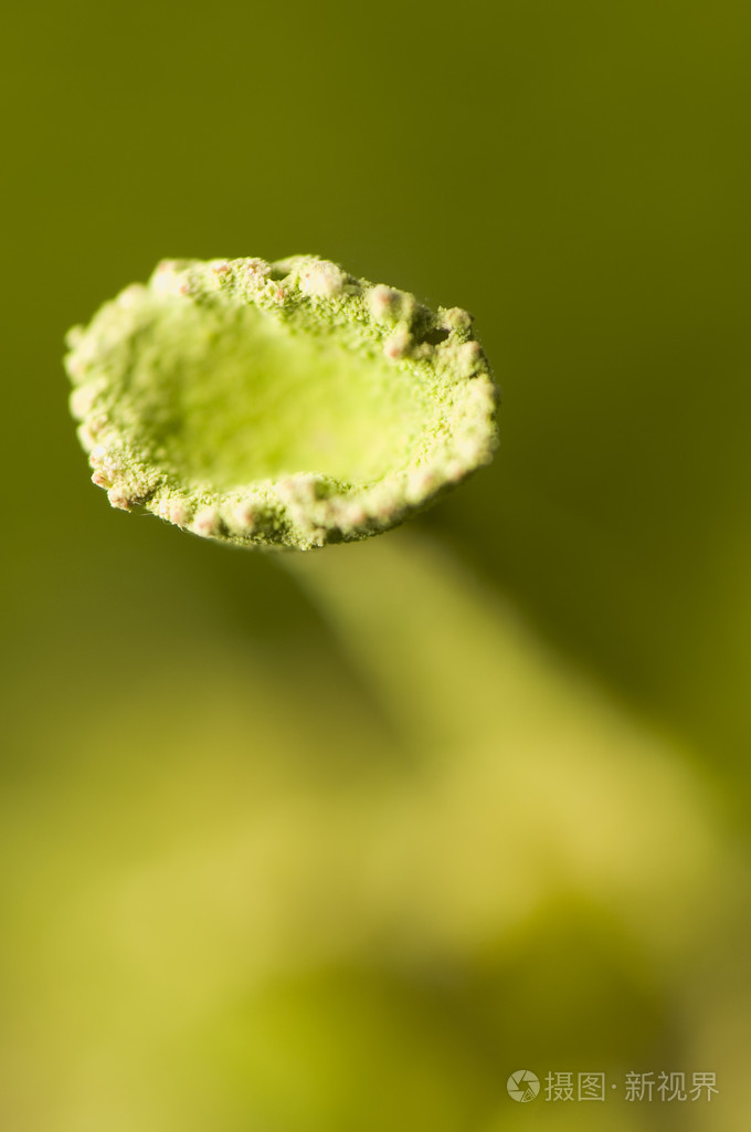 石蕊照片-正版商用图片19au5p-摄图新视界