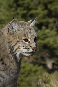 在树林里女性山猫