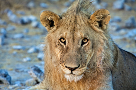 狮子特写艺术埃托沙国家公园纳米比亚非洲