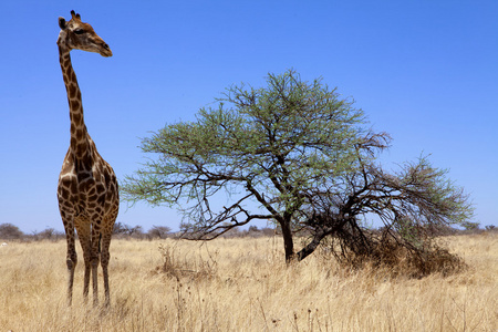 在埃托沙国家公园纳米比亚大长颈鹿