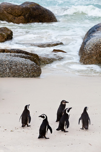 黑脚非洲企鹅在海滩上
