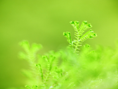 绿草背景