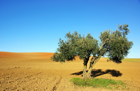 耕地中橄榄树
