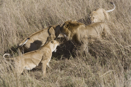 母狮攻击入侵的男性保护的骄傲